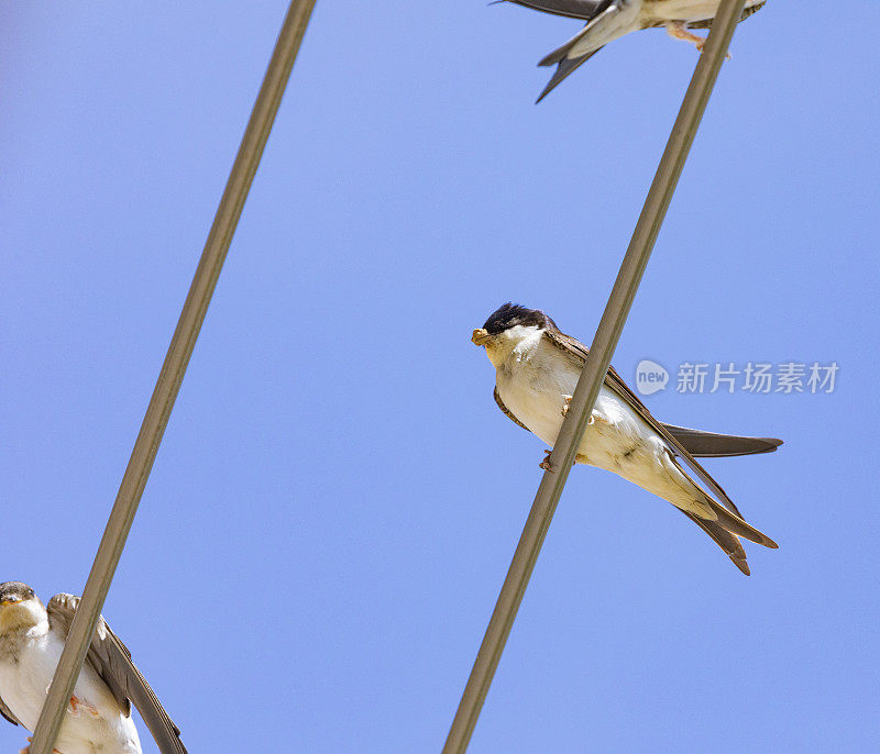 家燕(Hirundo rustica)靠近我的窗户。躺在我的衣架上，背上有泥